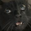 sammy_the_coffee_addict