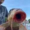 carp_carp_carp_carp
