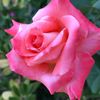 rosee.612