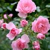 flowerflower3299