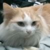 shahsony2