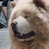 cosmin_18lv