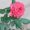 vinhh504