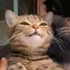 pidi_mon