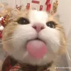 niegai_06