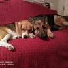 home.animal.16