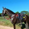antniowilson02