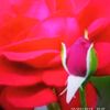 kostay.bora.gibon