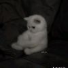 v_ao34
