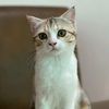 newtonangsuphanko