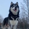 lordmagnificent
