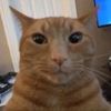 room_cat666