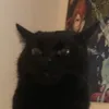 shindashiyoi
