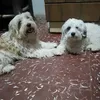 samipandafeli