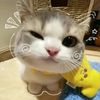 kittyca842