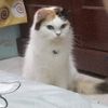 popi_meow12