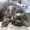 albina_raptor
