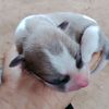 embemeocute1