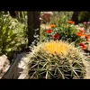 cactusdemera