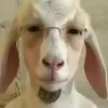 der_kurde442