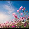 flores_149
