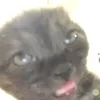 lemonface26
