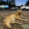 angelok_6447