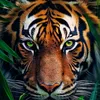 king.belal18