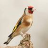 dadou.abderrahman