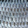 6scales