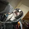 dougcanapp