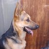luna_krypy