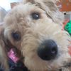 jade_nzl