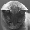 ...catpic