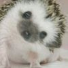 nanami_xp