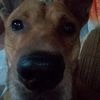 bigdogs404