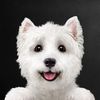 cesardogfood