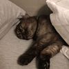 bell.the.kitty123