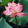 anhhau628