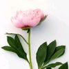 aseer_62