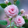 hanimelad93