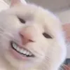 nicosabr