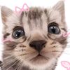 cute_cat0714