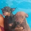 uma_querida_linda