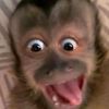 monkey7631