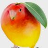 mangobirb67