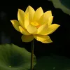 tamthanh471
