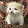 cutekitten37