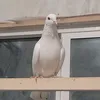 10000random_things