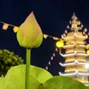 Tuệ An